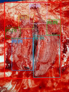 Processing of the Mycoplasma model. Photo: Hipra Processing of the Mycoplasma model. Photo: Hipra