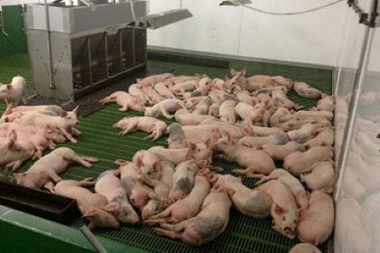Wrapping up October: What’s new in the world of pigs? Wrapping up October: What’s new in the world of pigs?
