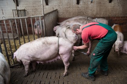 Sow insemination: Tim Kropp does not have any stalls and simply inseminates the animals while walking loose in the group. Photo: Michel Velderman Sow insemination: Tim Kropp does not have any stalls and simply inseminates the animals while walking loose in the group. Photo: Michel Velderman