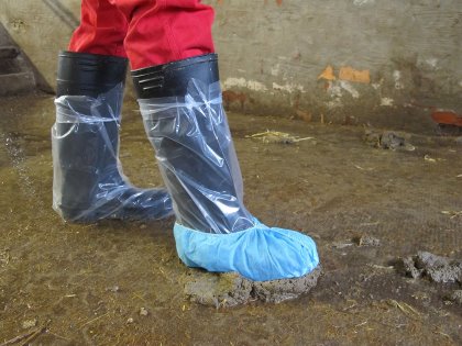 Walk along in each pen in the compartment, include edges with faeces. Photo: Ceva Walk along in each pen in the compartment, include edges with faeces. Photo: Ceva