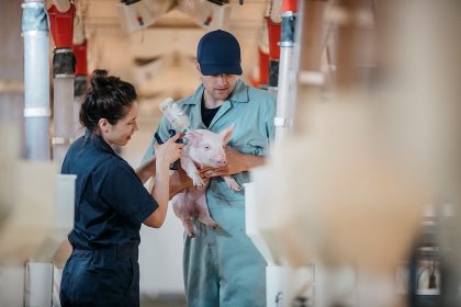 There is clear evidence that a PCV2-a based vaccine provides effective protection against the most prevalent strains. - Photo: Boehringer Ingelheim There is clear evidence that a PCV2-a based vaccine provides effective protection against the most prevalent strains. - Photo: Boehringer Ingelheim