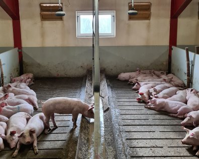 Hanging over the pigs’ heads are the FarmSee sensors: camera-based monitoring with individual pig recognition. - Photo: Philippe Caldier Hanging over the pigs’ heads are the FarmSee sensors: camera-based monitoring with individual pig recognition. - Photo: Philippe Caldier