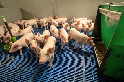 Glycerides of lauric acid appear to directly and/or indirectly assist in controlling the risk of secondary infections in PRRSv-positive pigs. - Photo: Bert Jansen Glycerides of lauric acid appear to directly and/or indirectly assist in controlling the risk of secondary infections in PRRSv-positive pigs. - Photo: Bert Jansen