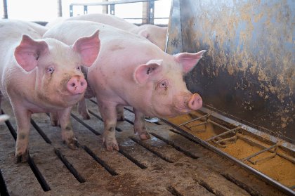 Some expect that the US pork industry will keep pushing for the continued use of RAC as they believe it allows for cheaper lean pork production. - Photo: Craig Lassig, EPA | ANP Some expect that the US pork industry will keep pushing for the continued use of RAC as they believe it allows for cheaper lean pork production. - Photo: Craig Lassig, EPA | ANP