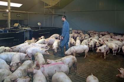 The pig house can house 5,000 finisher pigs, and each pig will have enough space to do what they like. Photo: Ateliar 68 The pig house can house 5,000 finisher pigs, and each pig will have enough space to do what they like. Photo: Ateliar 68