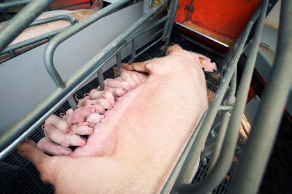 The DanBrad breeding programme focusses on targeting translocations and other possible chromosomal defects that adversely affect fertility while simultaneously maximising genetic gain. The DanBrad breeding programme focusses on targeting translocations and other possible chromosomal defects that adversely affect fertility while simultaneously maximising genetic gain.