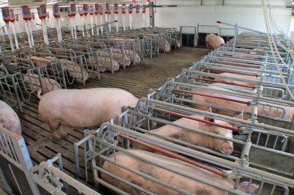 Pig Progress 9: Organic farming and sustainability Pig Progress 9: Organic farming and sustainability