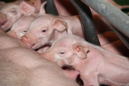 Pig Progress 9: Organic farming and sustainability Pig Progress 9: Organic farming and sustainability