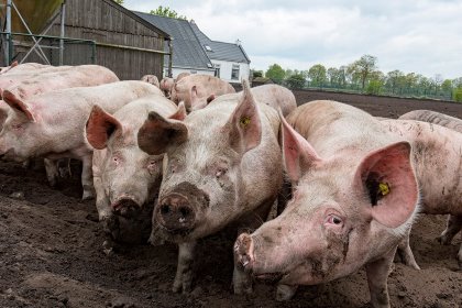 Computer programmes, like WUR Wolf, analyse animal facial features and recognises and evaluates 14 combinations and 7 emotional states of cows and pigs. - Photo: Jan Willem van Vliet Computer programmes, like WUR Wolf, analyse animal facial features and recognises and evaluates 14 combinations and 7 emotional states of cows and pigs. - Photo: Jan Willem van Vliet