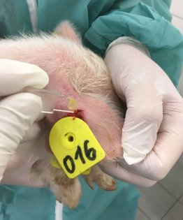 A survey was conducted in 10 EU countries and haemoglobin levels at weaning were assessed. More than 13% of the piglets were found to be anaemic. - Photo: CEVA A survey was conducted in 10 EU countries and haemoglobin levels at weaning were assessed. More than 13% of the piglets were found to be anaemic. - Photo: CEVA