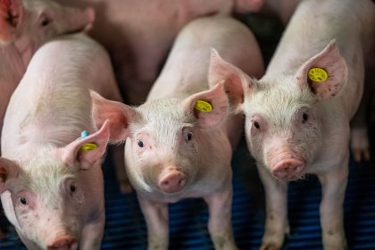 Adding a β-mannanase enzyme led to better weight gain and feed efficiency in pigs weaned at 21 days. - Photo: Bert Jansen Adding a β-mannanase enzyme led to better weight gain and feed efficiency in pigs weaned at 21 days. - Photo: Bert Jansen