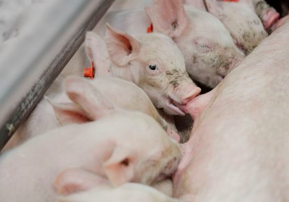The transmission of mycotoxins did not affect the performance of suckling piglets, but an inflammatory process took place. - Photo: Ruud Ploeg The transmission of mycotoxins did not affect the performance of suckling piglets, but an inflammatory process took place. - Photo: Ruud Ploeg
