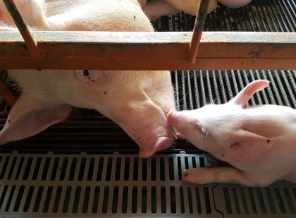 A study was conducted to investigate the effects of a flavour in diets of highly prolific lactating sows on sensory imprinting effects on post-weaning performance of piglets when fed either a sweetener or a flavour like the sow received. - Photo: Simon Eskinazi, Adisseo A study was conducted to investigate the effects of a flavour in diets of highly prolific lactating sows on sensory imprinting effects on post-weaning performance of piglets when fed either a sweetener or a flavour like the sow received. - Photo: Simon Eskinazi, Adisseo