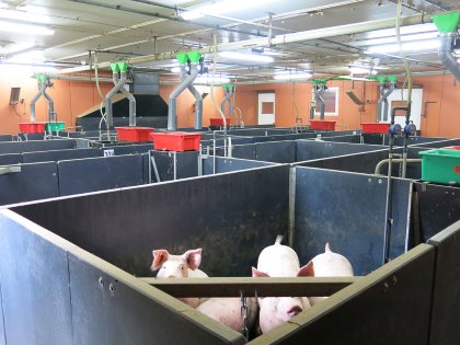 ThermiPig was developed to virtually represent the functioning of a finishing room and of a group of pigs reared indoors. - Photo: IFIP ThermiPig was developed to virtually represent the functioning of a finishing room and of a group of pigs reared indoors. - Photo: IFIP