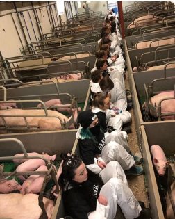 A snapshot shared by the protesters from inside the pig farm. Photo: Meat the Victims A snapshot shared by the protesters from inside the pig farm. Photo: Meat the Victims