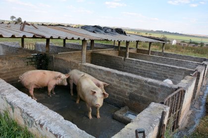 Most pigs are of the Landrace breed and are fed on waste dairy products. Photo: Chris McCullough Most pigs are of the Landrace breed and are fed on waste dairy products. Photo: Chris McCullough