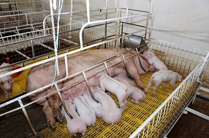 A sow nursing her piglets in southern Vietnam, where daily temperatures can easily be 35˚C. - Photo: Vincent ter Beek A sow nursing her piglets in southern Vietnam, where daily temperatures can easily be 35˚C. - Photo: Vincent ter Beek