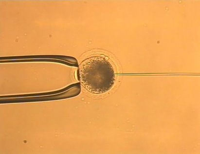 Gene editing offers several avenues to prevent the need for castration, and there are numerous exciting developments to report on. - Photo: FLI Gene editing offers several avenues to prevent the need for castration, and there are numerous exciting developments to report on. - Photo: FLI
