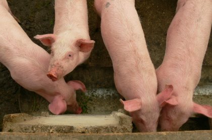 Pig Progress 2 analyses sow mortality issue Pig Progress 2 analyses sow mortality issue