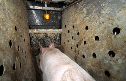 Finisher pigs each have an identity and can be treated according to specific requirements through the use of ear tags. The pigs also learn to follow the yellow light for feeding. Photo: Vincent ter Beek Finisher pigs each have an identity and can be treated according to specific requirements through the use of ear tags. The pigs also learn to follow the yellow light for feeding. Photo: Vincent ter Beek