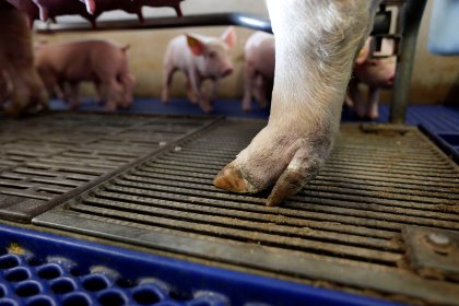 A primary cause of claw lesions is the insufficient supply of proteins, amino acids, fatty acids, minerals and vitamins. Photo: Bert Jansen A primary cause of claw lesions is the insufficient supply of proteins, amino acids, fatty acids, minerals and vitamins. Photo: Bert Jansen