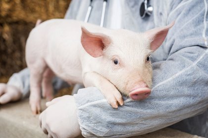 Plant protein improving pig feed safety. Plant protein improving pig feed safety.
