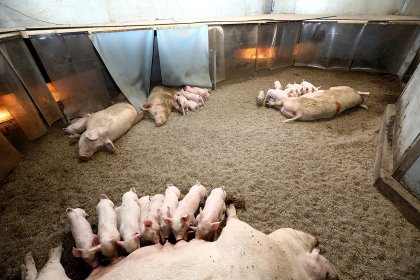 A large pen houses 4 farrowing sows at The Familievarken barn, which looks like an oversized yurt. - Photo: Henk Riswick A large pen houses 4 farrowing sows at The Familievarken barn, which looks like an oversized yurt. - Photo: Henk Riswick