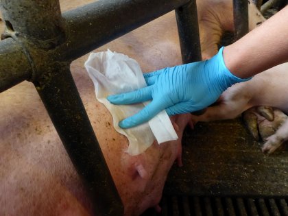 The detection of the influenza virus on the udder skin of lactating sows is a good complementary method in diagnostics. - Photo: Dr Julia Stadler The detection of the influenza virus on the udder skin of lactating sows is a good complementary method in diagnostics. - Photo: Dr Julia Stadler
