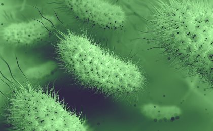 Dysbiosis and loose faeces are typically caused by E. coli bacteria. This image is an artist’s impression of the bacteria. - Photo: Chr. Hansen/Shutterstock Dysbiosis and loose faeces are typically caused by E. coli bacteria. This image is an artist’s impression of the bacteria. - Photo: Chr. Hansen/Shutterstock