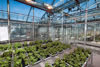 Tobacco plants being grown in a greenhouse for use in plant-based vaccines. - Photo: PlantForm Tobacco plants being grown in a greenhouse for use in plant-based vaccines. - Photo: PlantForm