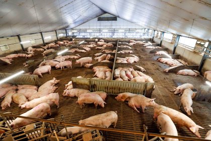 The new gestating area is one massive room of 40m x 25m, with space for 220 gestating sows at different stages of pregnancy. Not only is it wide, it is also tall (7m). Photo: Bert Jansen The new gestating area is one massive room of 40m x 25m, with space for 220 gestating sows at different stages of pregnancy. Not only is it wide, it is also tall (7m). Photo: Bert Jansen