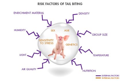 What’s next for pigs’ tails? What’s next for pigs’ tails?