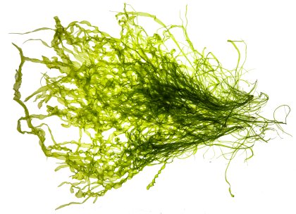 This type of sea lettuce can be found along the coasts of the world's oceans. Photo: Olmix This type of sea lettuce can be found along the coasts of the world's oceans. Photo: Olmix