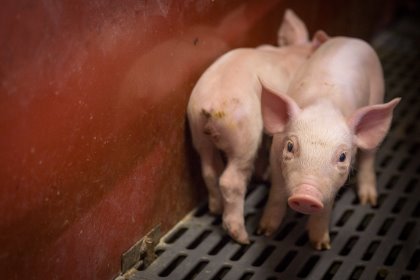 Following the basic rules of piglet diet design remains crucial. Photo: Gwenael Saliou - Groupe Avril. Following the basic rules of piglet diet design remains crucial. Photo: Gwenael Saliou - Groupe Avril.