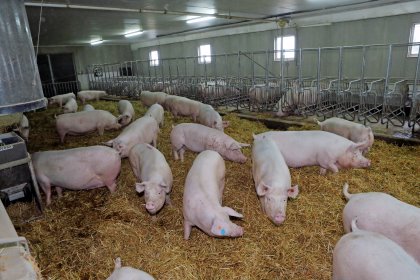 Gestating sows are in free access stall with a straw area to stretch their legs. Photo Henk Riswick Gestating sows are in free access stall with a straw area to stretch their legs. Photo Henk Riswick