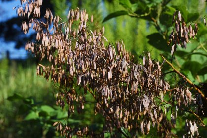 Isoquinoline alkaloids are obtained from the plume poppy plant. - Photo: Shutterstock Isoquinoline alkaloids are obtained from the plume poppy plant. - Photo: Shutterstock