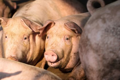 Pigs under substantial oxidative stress deposit more fat and less protein in their body tissues such as muscles. - Photo: Shutterstock Pigs under substantial oxidative stress deposit more fat and less protein in their body tissues such as muscles. - Photo: Shutterstock