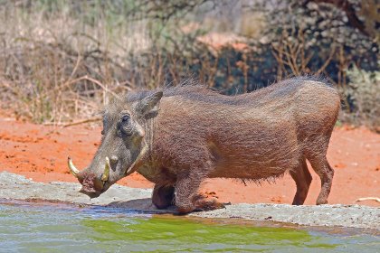 The ability to survive infection with ASFv without developing marked clinical signs was observed in warthogs, which are natural hosts of ASFv. - Photo: Wikipedia The ability to survive infection with ASFv without developing marked clinical signs was observed in warthogs, which are natural hosts of ASFv. - Photo: Wikipedia
