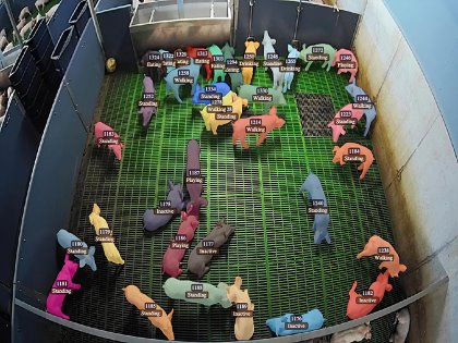 Tracking pigs through an innovative artificial intelligence solution coupled with existing surveillance camera systems. - Photo: Serket Tracking pigs through an innovative artificial intelligence solution coupled with existing surveillance camera systems. - Photo: Serket