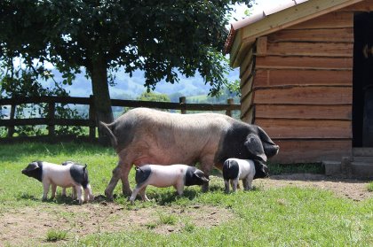 Pierre Oteiza wanted to be a part of the rebirth of the Basque pig breed. - Photo: Pierre Oteiza Pierre Oteiza wanted to be a part of the rebirth of the Basque pig breed. - Photo: Pierre Oteiza