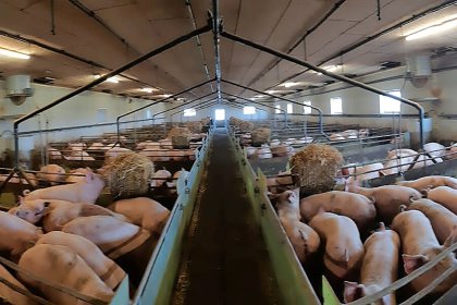 Danish finisher pigs on liquid feed in the trial. - Photo: Dr Katarina Nielsen Dominiak Danish finisher pigs on liquid feed in the trial. - Photo: Dr Katarina Nielsen Dominiak