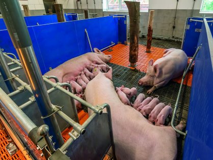A concept developed to keep sows and piglets in groups from day 3 after birth was developed by Big Dutchman, together with customer Renke Specht, and unveiled at Eurotier 2021. – Photo: Big Dutchman A concept developed to keep sows and piglets in groups from day 3 after birth was developed by Big Dutchman, together with customer Renke Specht, and unveiled at Eurotier 2021. – Photo: Big Dutchman