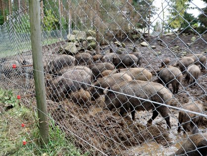 The 2ha Korpikarju Game Farm is home to about 150 wild boar and is surrounded by a steel mesh fence, which is just over 2m tall, with an electric fence. – Photo: Matti Turtiainen The 2ha Korpikarju Game Farm is home to about 150 wild boar and is surrounded by a steel mesh fence, which is just over 2m tall, with an electric fence. – Photo: Matti Turtiainen