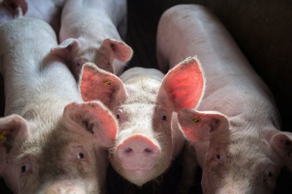 Robust animals, by definition, are less affected by a disease challenge, and therefore, require fewer antibiotics. - Photo: Topigs Norsvin | Maartje van Berkel Robust animals, by definition, are less affected by a disease challenge, and therefore, require fewer antibiotics. - Photo: Topigs Norsvin | Maartje van Berkel