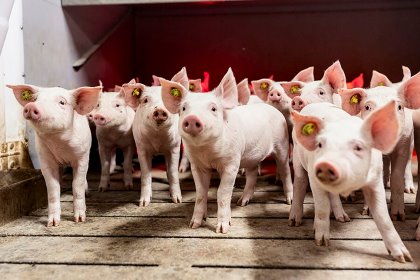 Balanced pig breeding programmes will contribute to more sustainable pig production systems. – Photo: Simon Meyer | Danish Genetics Balanced pig breeding programmes will contribute to more sustainable pig production systems. – Photo: Simon Meyer | Danish Genetics