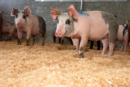 Grow-finish pigs could benefit from a multi-enzyme complex as a dietary addition. - Photo: Twan Wiermans Grow-finish pigs could benefit from a multi-enzyme complex as a dietary addition. - Photo: Twan Wiermans