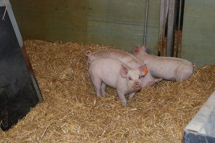 Pigs in the experiment. Photo: Aarhus University/ Linda S. Sørensen Pigs in the experiment. Photo: Aarhus University/ Linda S. Sørensen