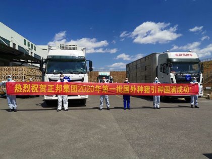 Happiness in China when a batch of Nucléus breeding pigs has arrived. - Photo: Nucléus Happiness in China when a batch of Nucléus breeding pigs has arrived. - Photo: Nucléus