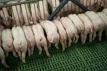 Feed additives such as acids, probiotics and phytogenics in both dry and liquid forms have gained more attention after producers started seeking alternatives to antibiotics. - Photo: Biomin Feed additives such as acids, probiotics and phytogenics in both dry and liquid forms have gained more attention after producers started seeking alternatives to antibiotics. - Photo: Biomin