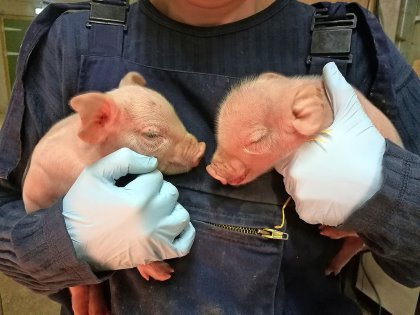Illustration of the characteristic domed or ‘dolphin-shaped’ head morphology in an IUGR piglet (right) in comparison with a normal piglet of the same birth weight. - Photo: Dr Emma Baxter Illustration of the characteristic domed or ‘dolphin-shaped’ head morphology in an IUGR piglet (right) in comparison with a normal piglet of the same birth weight. - Photo: Dr Emma Baxter